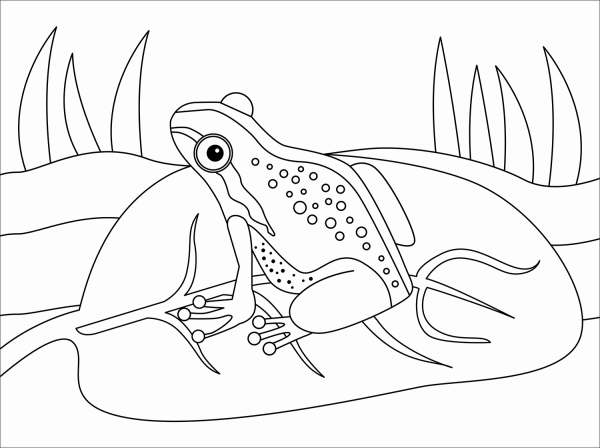 Frog coloring page image