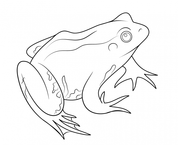 Frog coloring page image