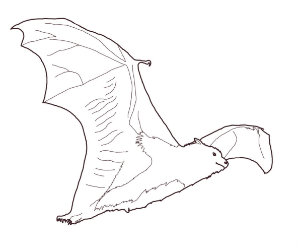 Fruit bat coloring page image