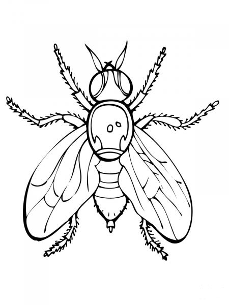 Fruit Fly coloring page image