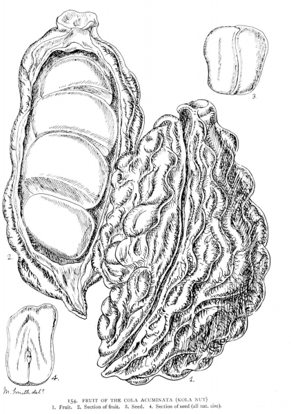 Fruit of the Cola Acuminata (Kola Nut) coloring page image