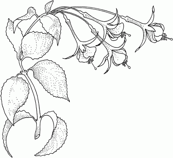 Fuchsia 1 coloring page image