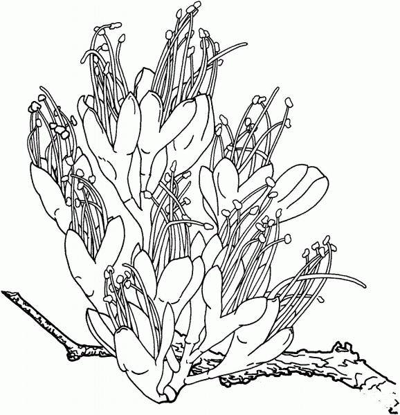 Fuchsia 2 coloring page image