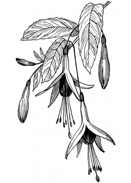 Fuchsia coloring page image