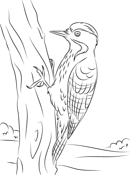 Fulvous Breasted Woodpecker coloring page image
