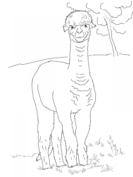 Funny Alpaca coloring page image