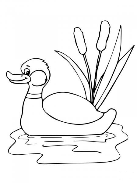 Funny Mallard in a Pond coloring page image