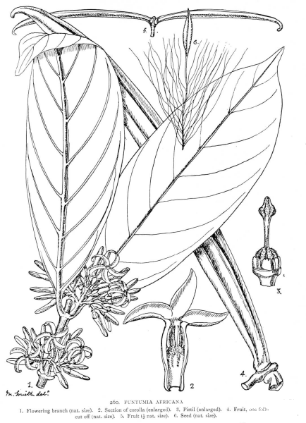 Funtumia Africana coloring page image