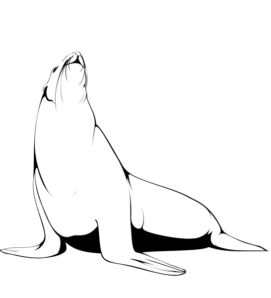 Fur Seal coloring page image