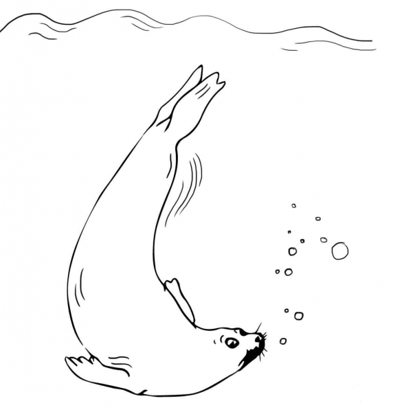 Fur Seal Swimming coloring page image