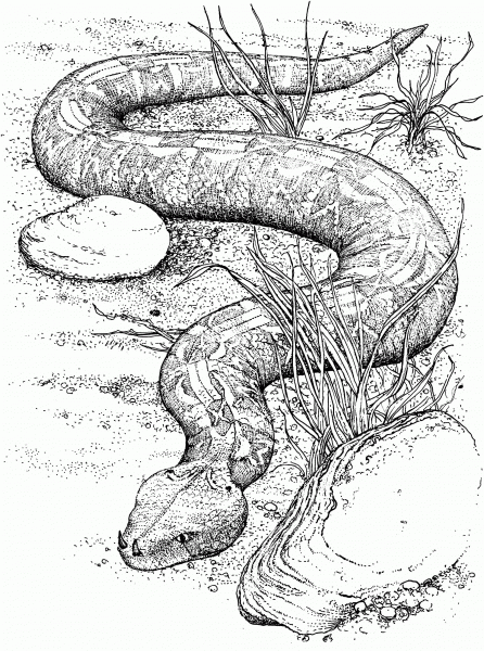 Gaboon Viper coloring page image