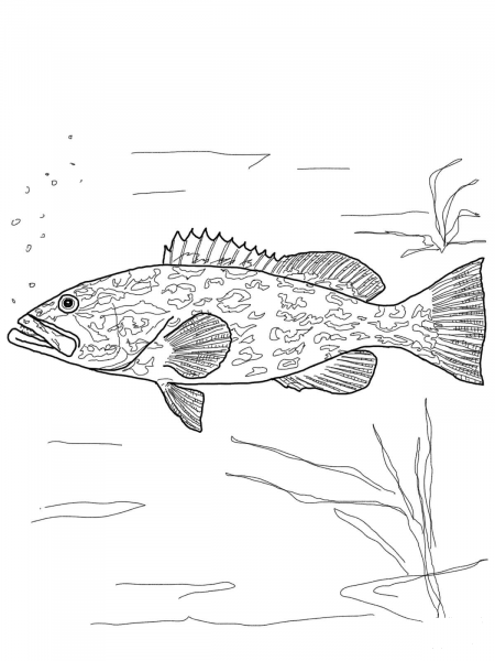Gag Grouper coloring page image