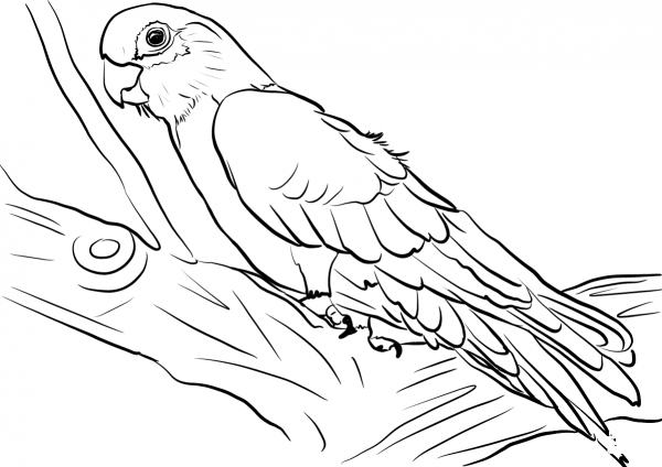 Galah cockatoo coloring page image
