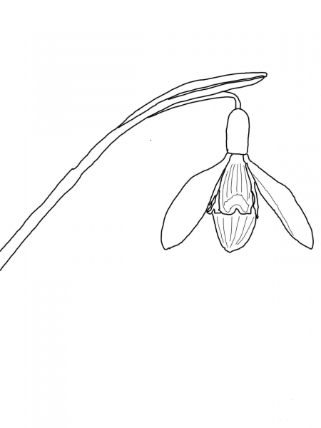 Galanthus Nivalis or Snowdrop coloring page image