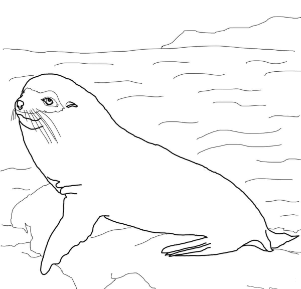 Galapagos Fur Seal coloring page image