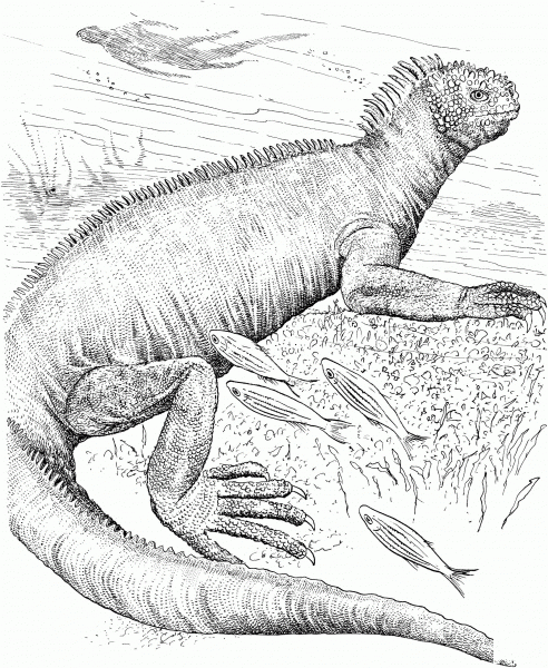 Galapagos Marine Iguana coloring page image