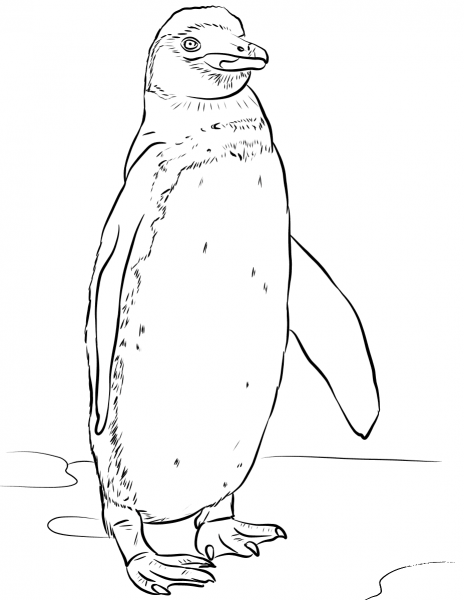 Galapagos Penguin coloring page image