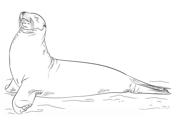 Galapagos Sea Lion Posing coloring page image