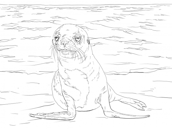 Galapagos Sea Lion Pup coloring page image