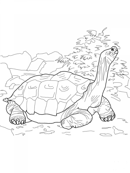 Galapagos Tortoise coloring page image