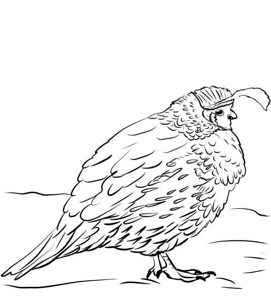 Gambel’s Quail coloring page image