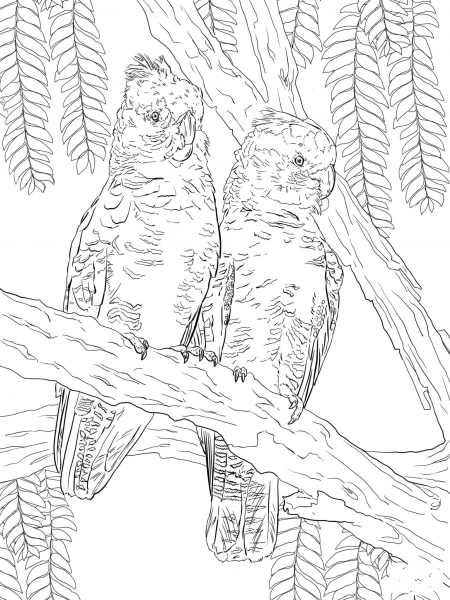 Gang Gang Cockatoos coloring page image
