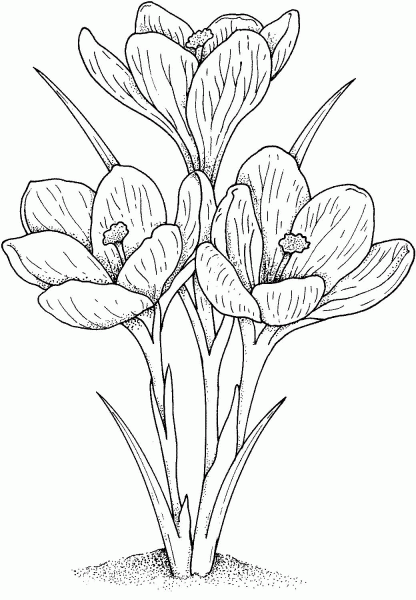 Garden Crocus coloring page image