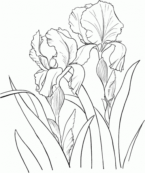 Garden German Iris or Iris Germanica coloring page image