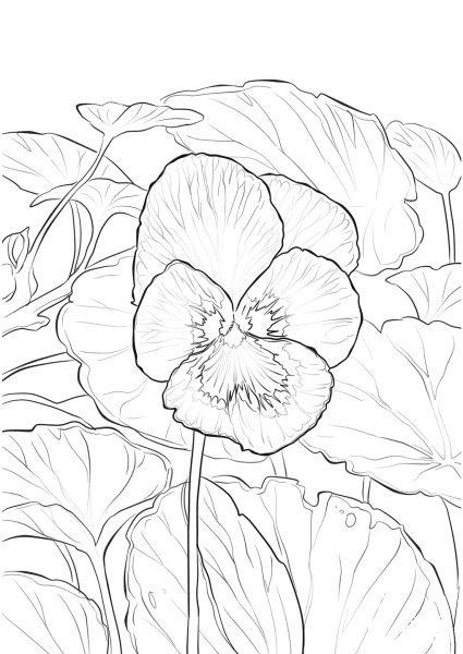 Garden Pansy coloring page image