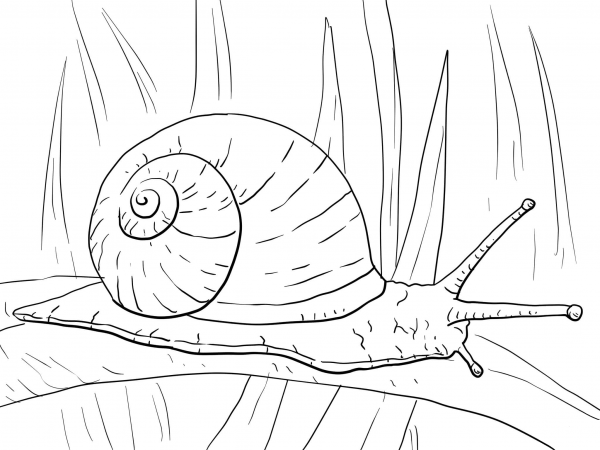 Garden Snail coloring page image
