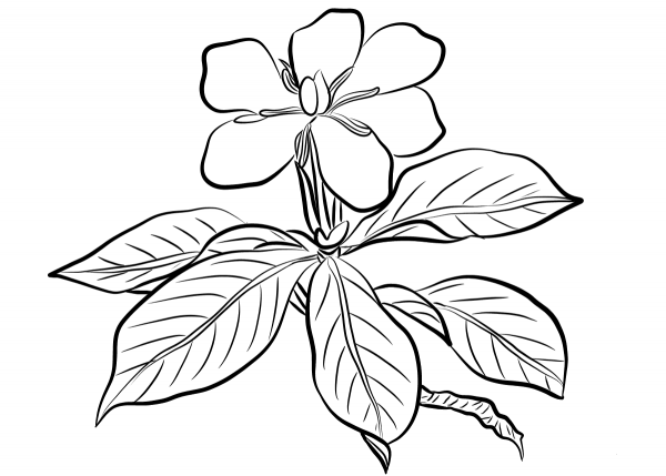 Gardenia Augusta coloring page image