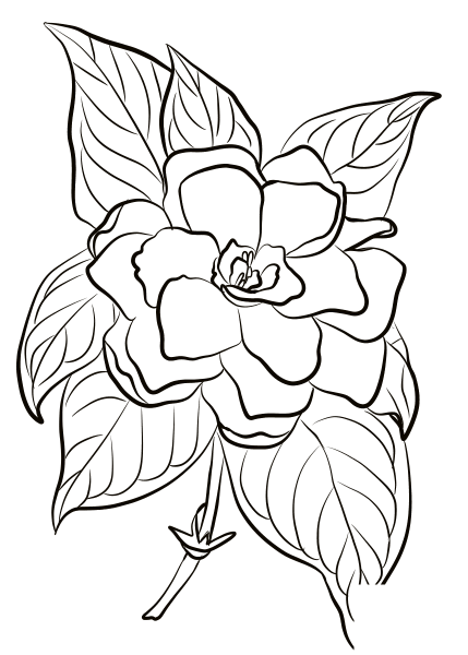 Gardenia coloring page image