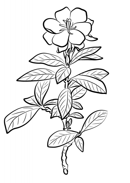 Gardenia Jasminoides coloring page image