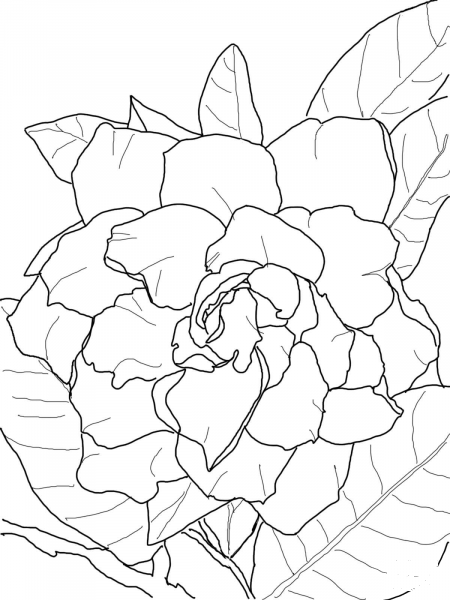 Gardenia Jasminoides or Plena coloring page image