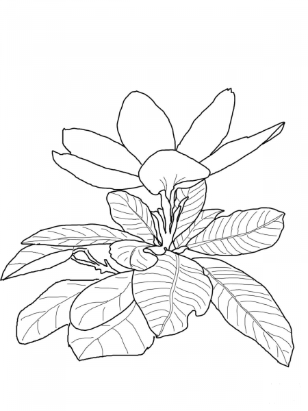 Gardenia Scabrella coloring page image
