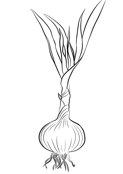 Garlic coloring page image