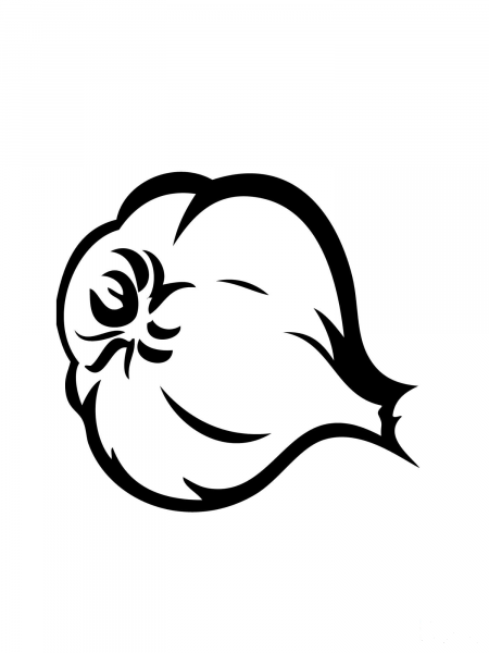 Garlic coloring page image