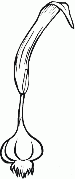 Garlic coloring page image