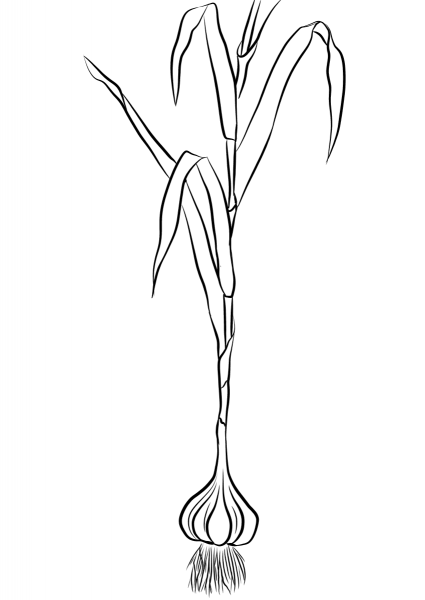 Garlic coloring page image