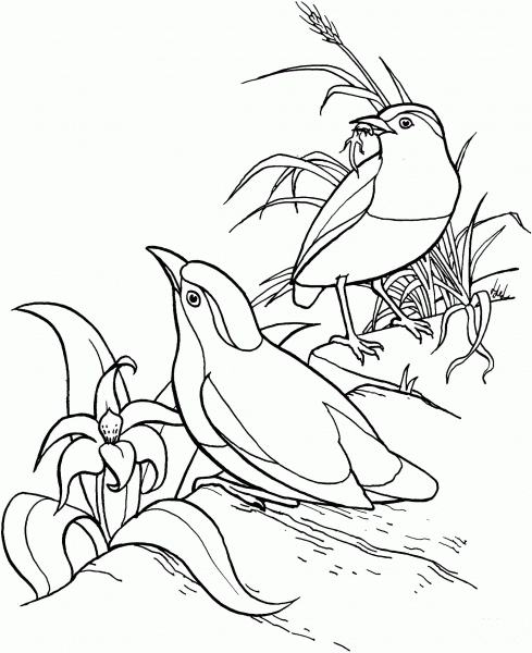 Garnet Pitta coloring page image