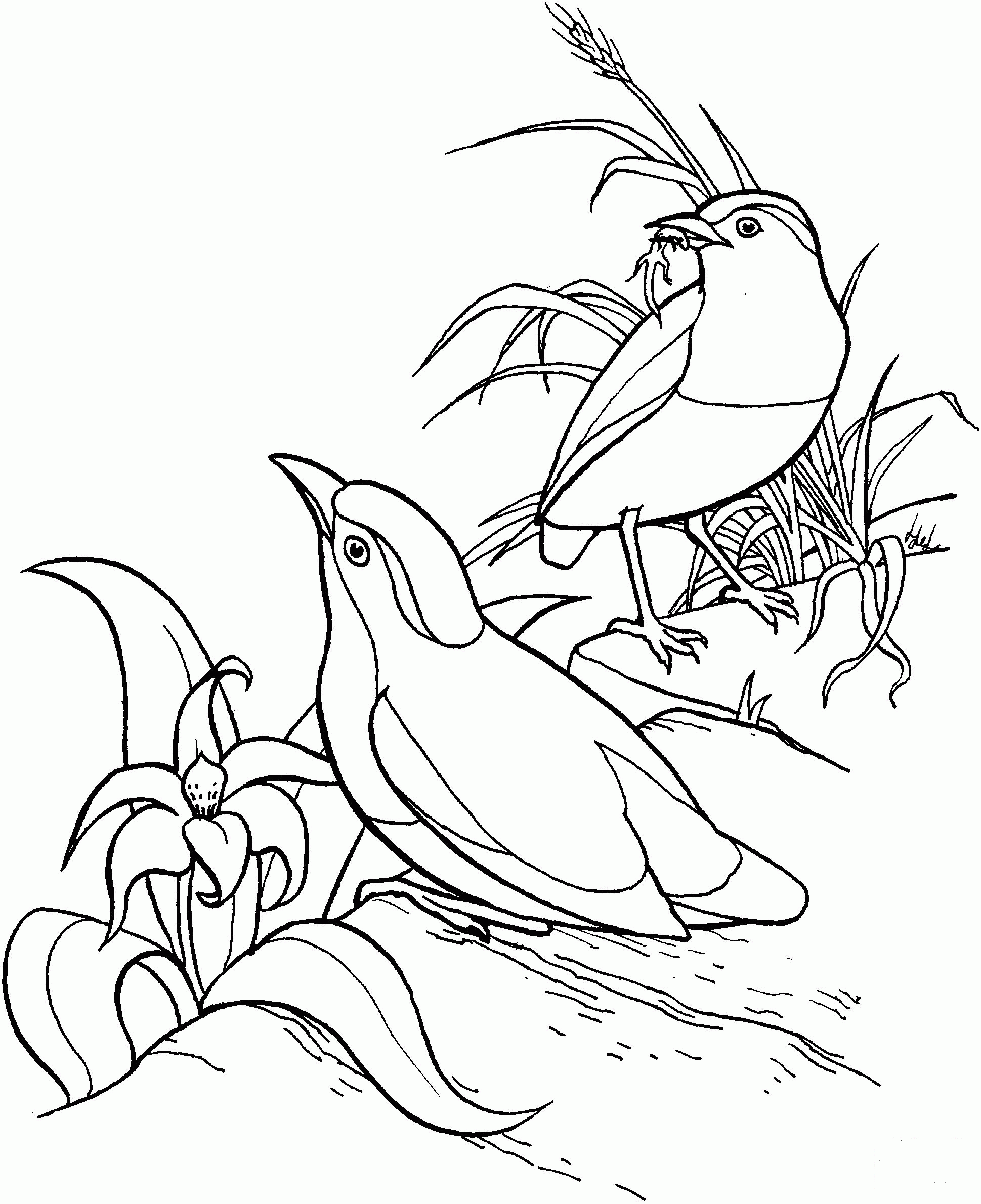 Garnet Pitta coloring page - ColouringPages