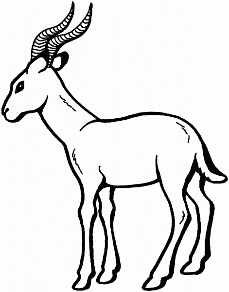 Gazelle coloring page image