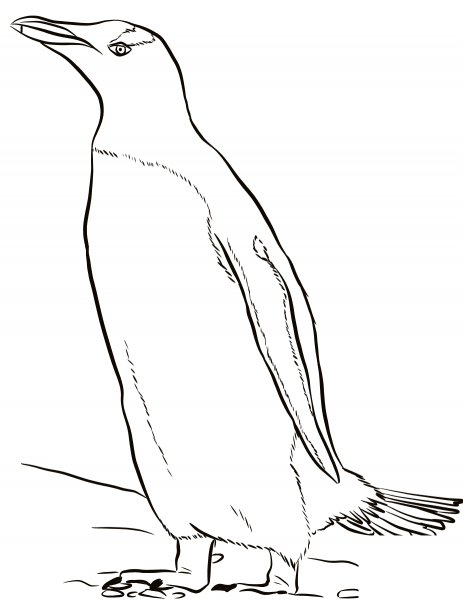 Gentoo Penguin coloring page image