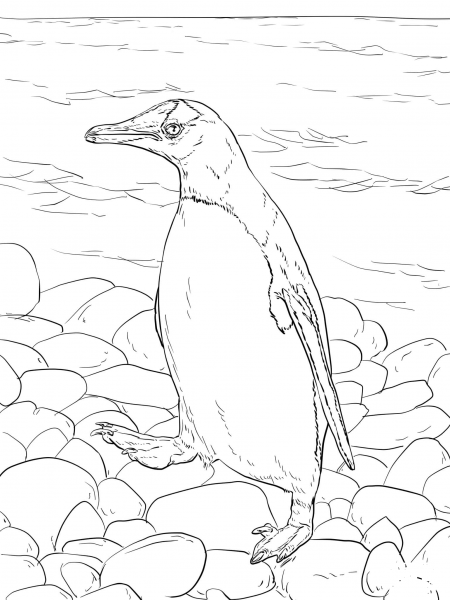 Gentoo Penguin Walks coloring page image