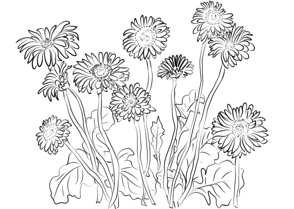 Gerbera Daisies coloring page image