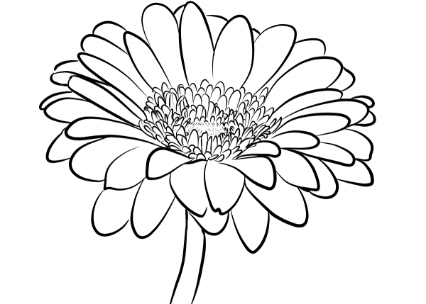 Gerbera Daisy coloring page image