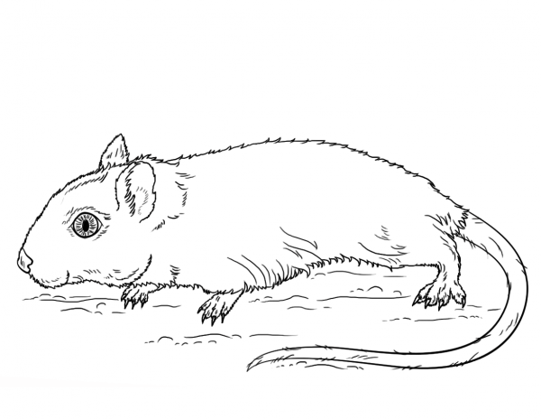 Gerbil coloring page image
