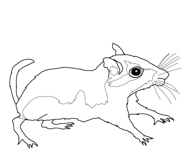 Gerbil coloring page image