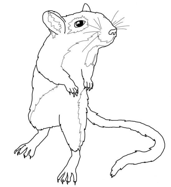 Gerbil Mouse coloring page image