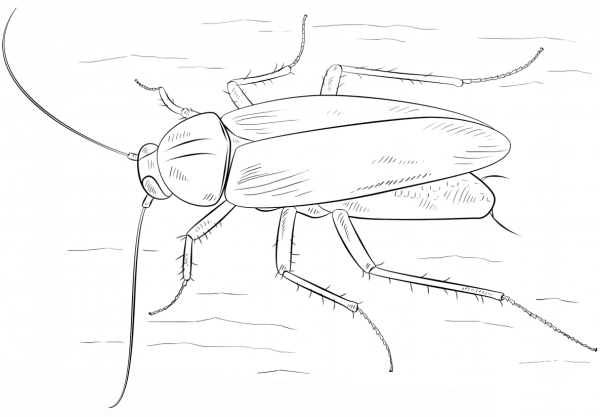 German Cockroach coloring page image